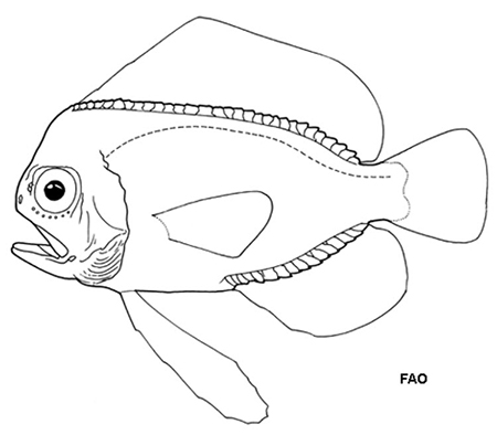 Platyberyx opalescens_claves.jpg